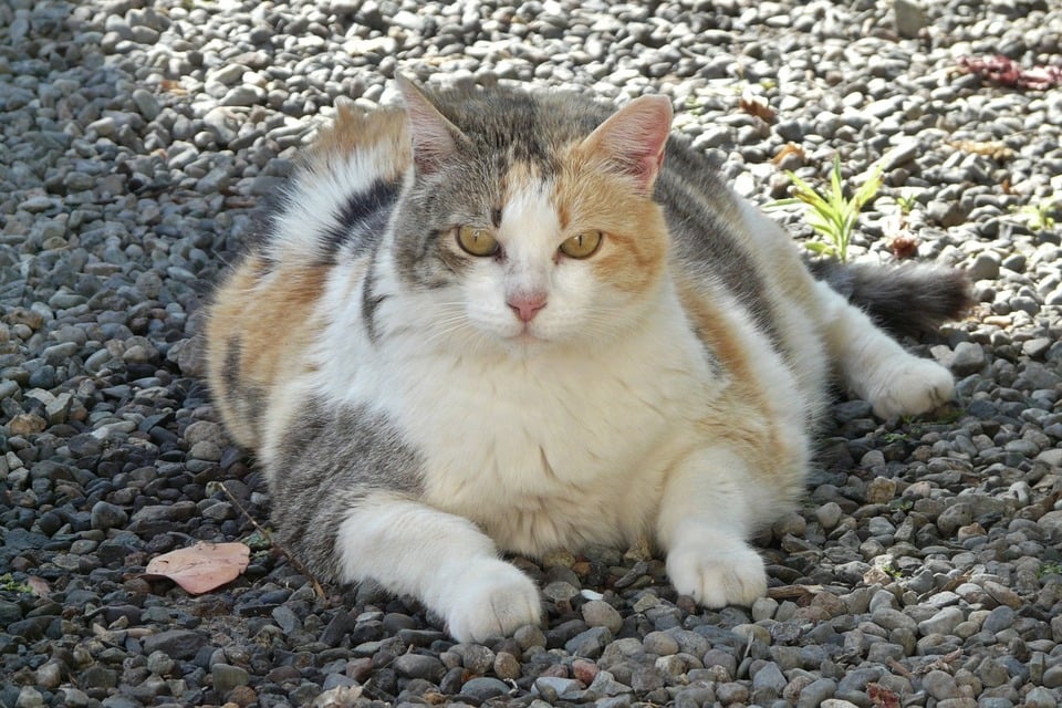 In keinem Fall sollte eine fettleibige Katze im Freien freigelassen werden, sie ist körperlich nicht voll fit, daher sind Unfall und Tod eine echte Bedrohung.
