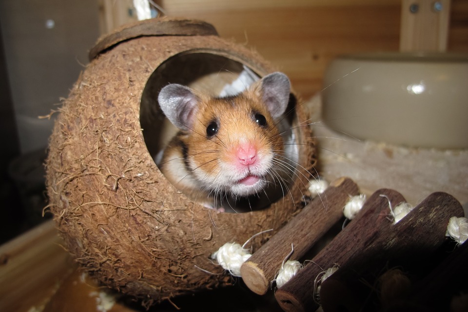 Eine gereinigte Kokosnuss kann als Hamsterhaus dienen.