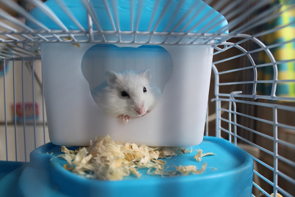 Ein Hamster in einem Käfig hat einen Boden und ein Haus, das groß genug ist.