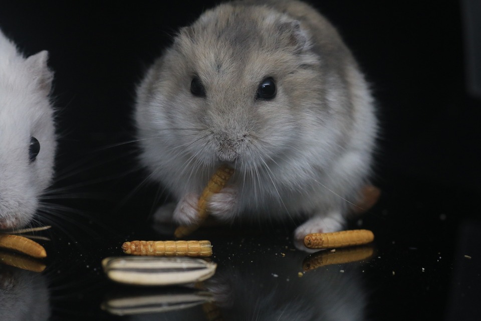 Hamster sollten tierisches Eiweiß in Form von getrockneten Mehlwürmern oder Grillen erhalten. Es ist am besten, dieses Essen ein- oder zweimal pro Woche zu geben.