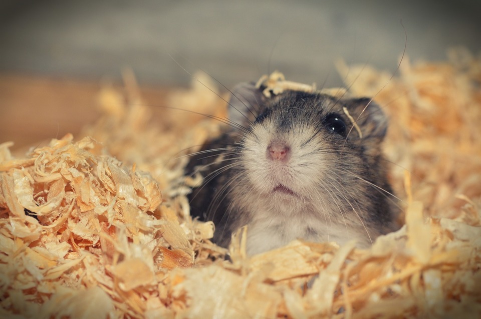 Der syrische Hamster gräbt oft Streutunnel. Deshalb ist es am besten, ihm etwas mehr zu geben.