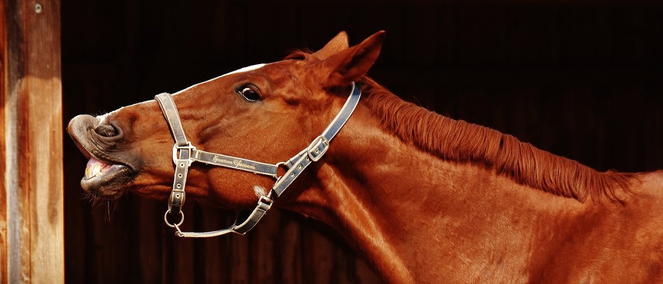 Ein wieherndes Pferd. Eine erhabene Lippe kann Flechmans Reflex, ein Zeichen der Freude oder einen Gruß bedeuten.