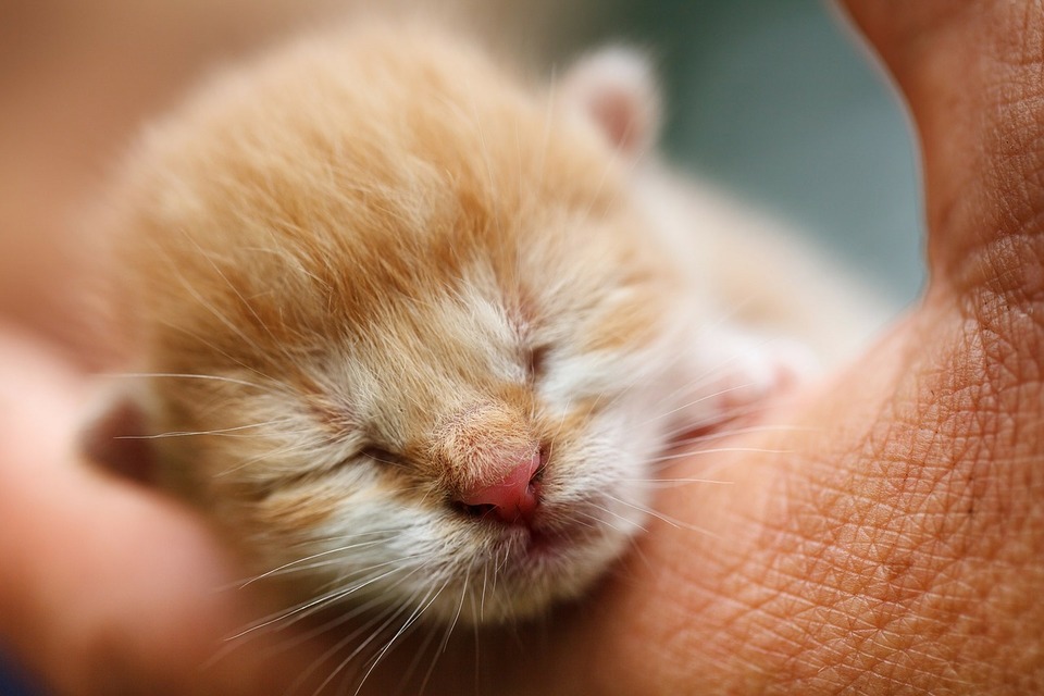Ein paar Tage altes Kätzchen in der Handfläche eines Menschen. Das Kätzchen hat noch nicht einmal die Augen offen.