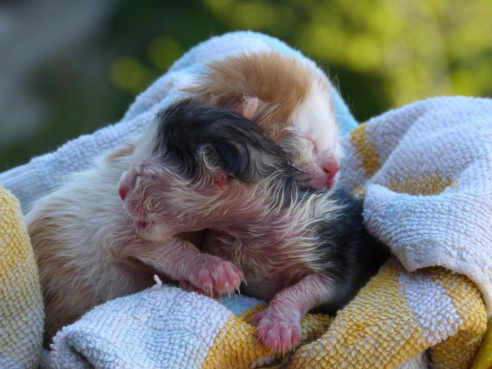 Gerade geboren, zwei hilflose Kätzchen. Nass aus Fruchtwasser, in ein Handtuch gewickelt.