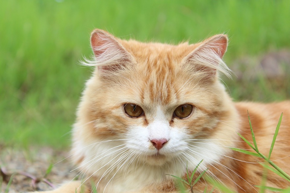 Eine Ingwerkatze im Freien, Katzen im Freien haben eine größere Chance, sich eine laufende Nase und eine Krankheit zu holen.