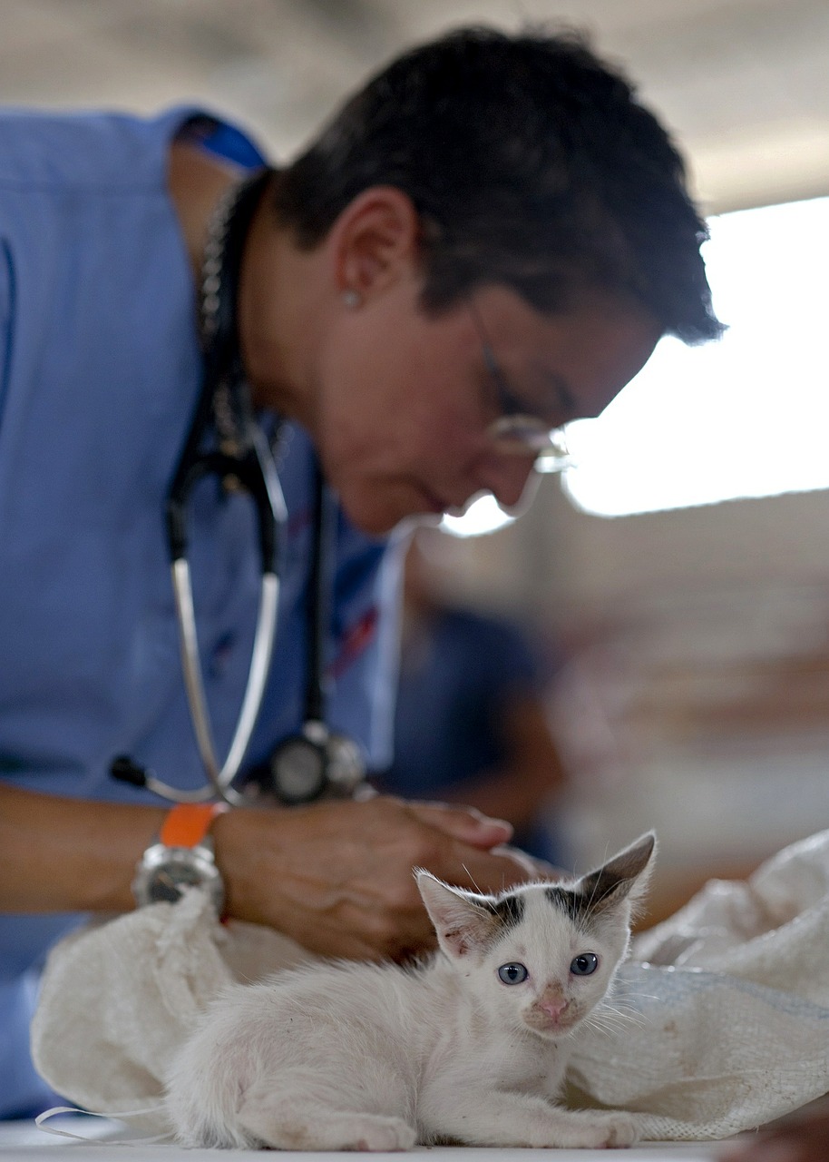 Junges Kätzchen auf dem Veterinärtisch. Der Tierarzt bereitet sich auf die Durchführung des Verfahrens vor.