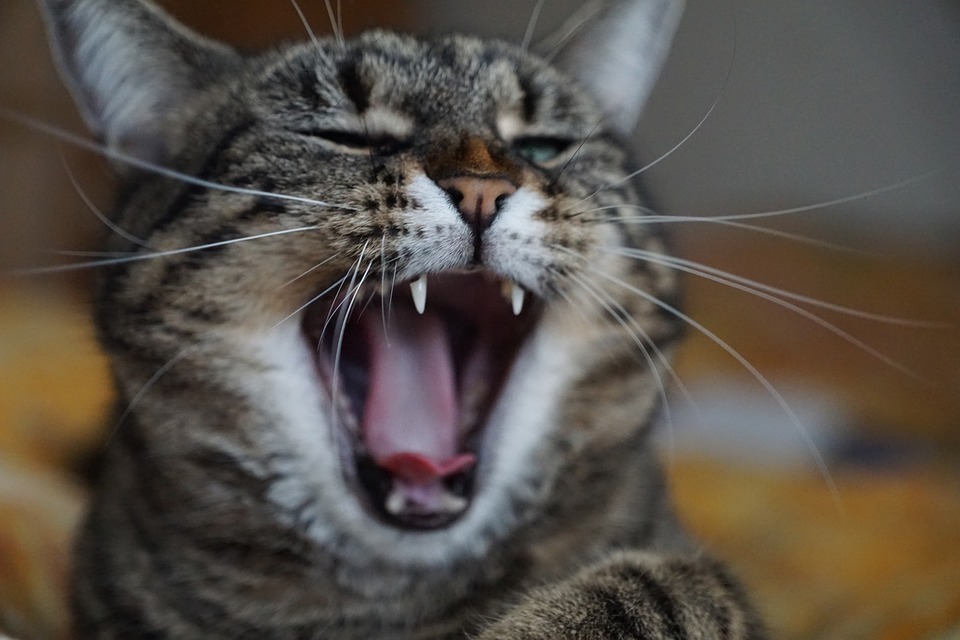 Die Katze lenkt ihre Schnurrhaare beim Gähnen nach vorne, ihre Schnurrhaarkissen heben sich.