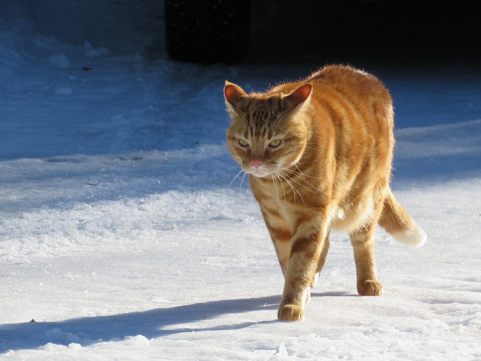 Die Katze rennt im Schnee. Für die Sicherheit der Katze ist es besser, sie nicht draußen zu lassen.