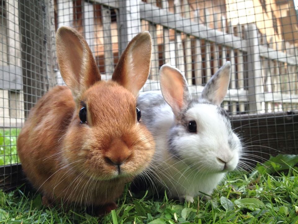 Kaninchen lieben es, frisches Gras zu essen. Seien Sie jedoch vorsichtig mit seiner Qualität und Frische. Es sollte nicht in Gebieten sein, in denen Hunde aufgrund des Risikos eines Parasitenbefalls freigelassen werden.