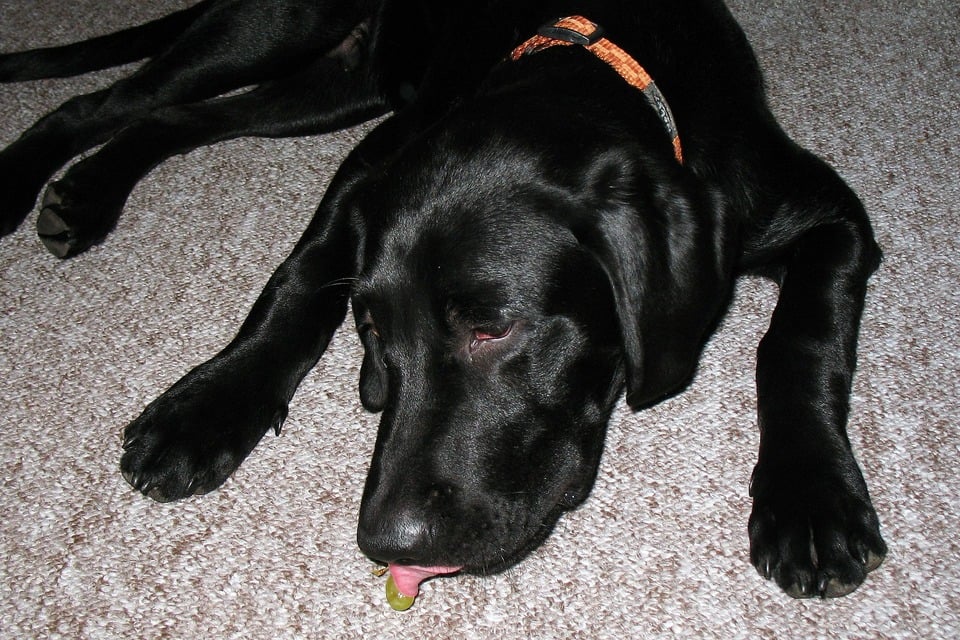 Schwarzer Labrador will eine Traube essen. Trauben sind für Hunde hochgiftig! Sie schädigen langsam die Leber und verursachen sogar schwere Lebervergiftungen.