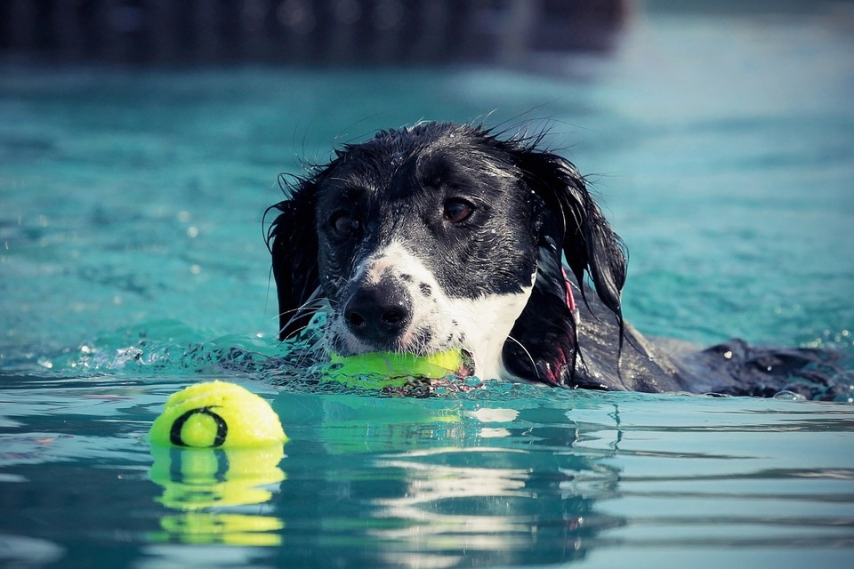 Der Hund fängt die Bälle im Pool. Im Wasser zu spielen ist an heißen Tagen eine gute Idee für Hunde, die schwimmen können.