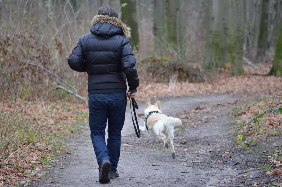 Zu Ihrer eigenen Sicherheit und zur Sicherheit eines Hundes sollten wir ihn immer an der Leine führen. Sie können Leinen mit großer Reichweite verwenden, damit der Hund frei laufen kann.