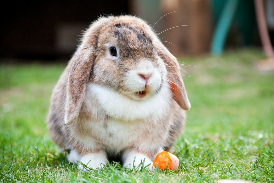 Das Mini-Lop-Kaninchen frisst eine Karotte. Er steht mit offenem Mund im Gras.