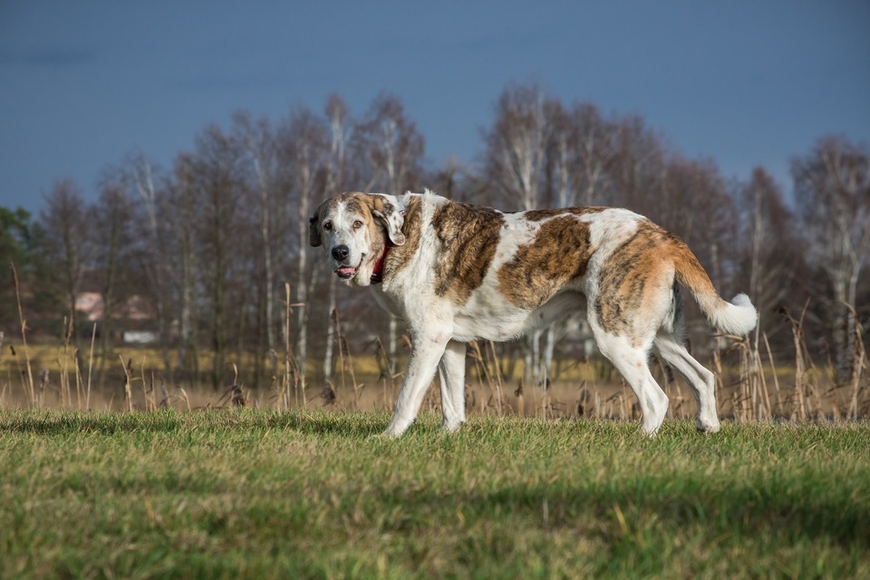 Ein riesiger Hund steht auf einer Lichtung. Riesenhunde leiden viel häufiger an Gelenkerkrankungen.