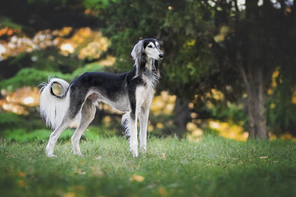 Windhunde sind eine der schnellsten Rassen von Haushunden. Sie werden zum Fangen und Jagen von Tieren im Freien eingesetzt. 