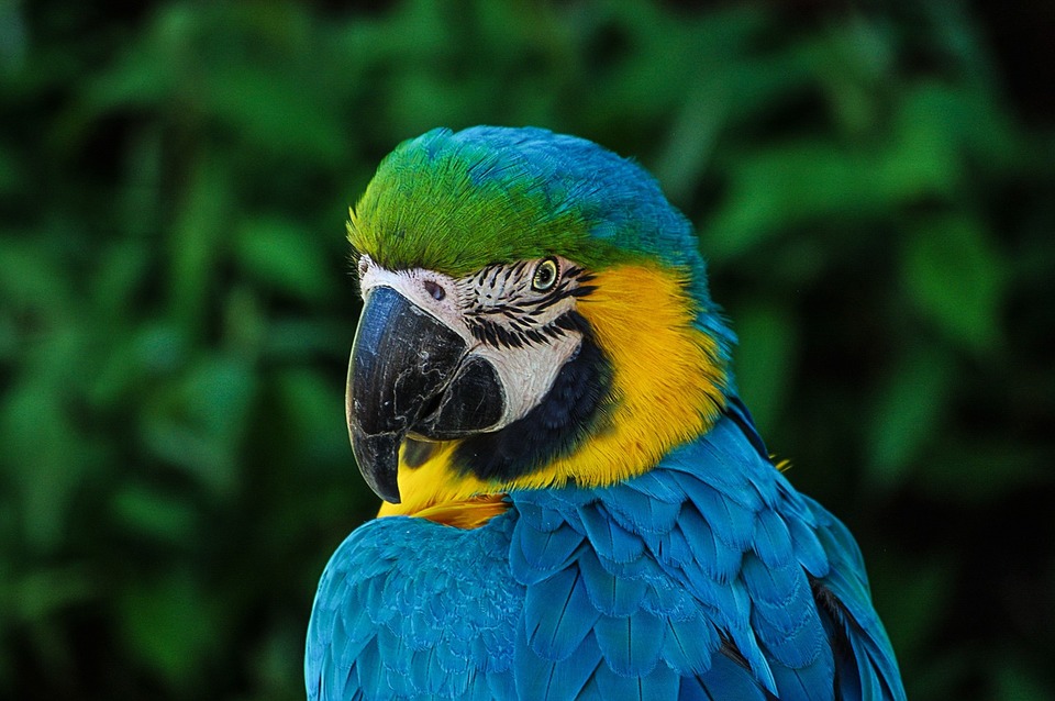 Der Ara-Papagei muss seinen natürlichen Lebensraum wiederherstellen. Mit einem zu kleinen Käfig oder mit einer schlechten Ernährung werden Papageien depressiv und anfällig für Krankheiten.