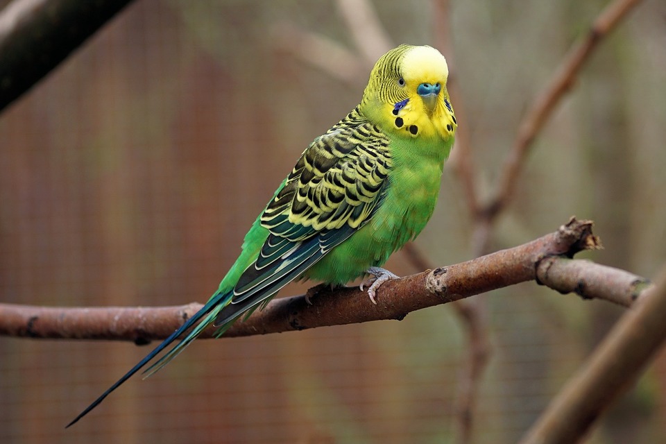 Der Papagei sitzt auf einem Zweig. Papageien lieben es, ihre Umgebung zu beobachten und neue Gebiete zu erschließen.