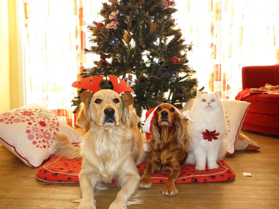 Weihnachtsgeschenke für Hunde und Katzen machen alle glücklich - Besitzer und Tiere. Großer Golden, kleiner Cavalier und Katze - mit Weihnachtsschmuck warten schon auf Geschenke.
