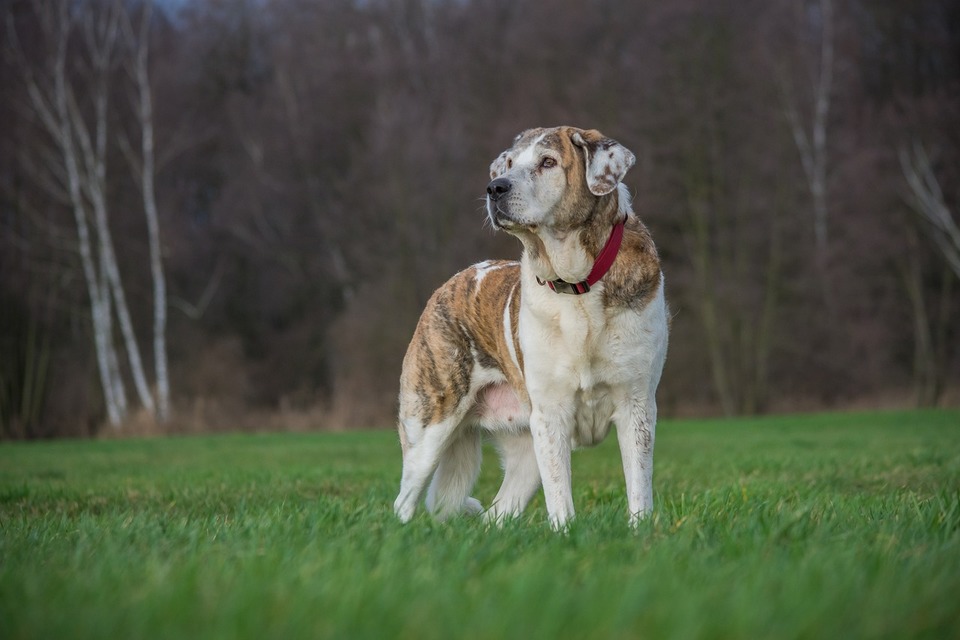 Hunde großer Rassen sind viel anfälliger für Gelenkerkrankungen und Hüftdysplasie.