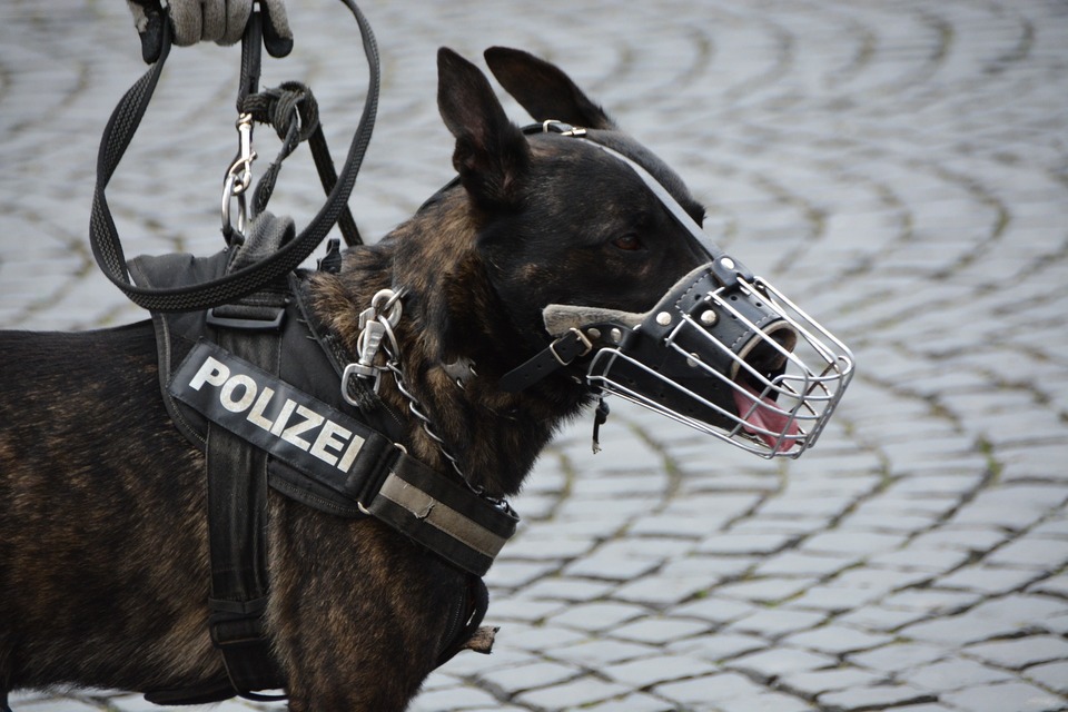 Ein Schäferhund, der für die Polizei arbeitet, trägt eine Metallkorbmündung