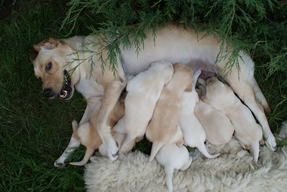 Entspannte Hündin füttert acht ihrer jungen Welpen.
