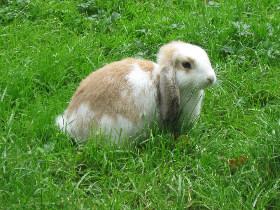 Falten Sie Kaninchen steht auf grünem Gras. Frisches Grün ist ein wichtiger Bestandteil der Kaninchenernährung.