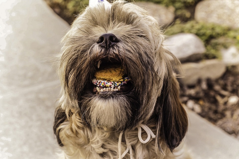 Ein Shih Tzu Hund möchte einen Kuchen mit Streuseln und Sahne essen. Es ist ein gefährliches Futter für einen Hund