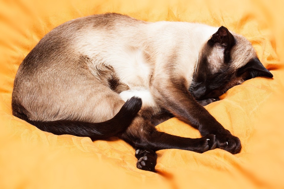 Eine erwachsene thailändische Katze liegt auf den Laken. Sie können das glänzende Fell der Katze sehen.