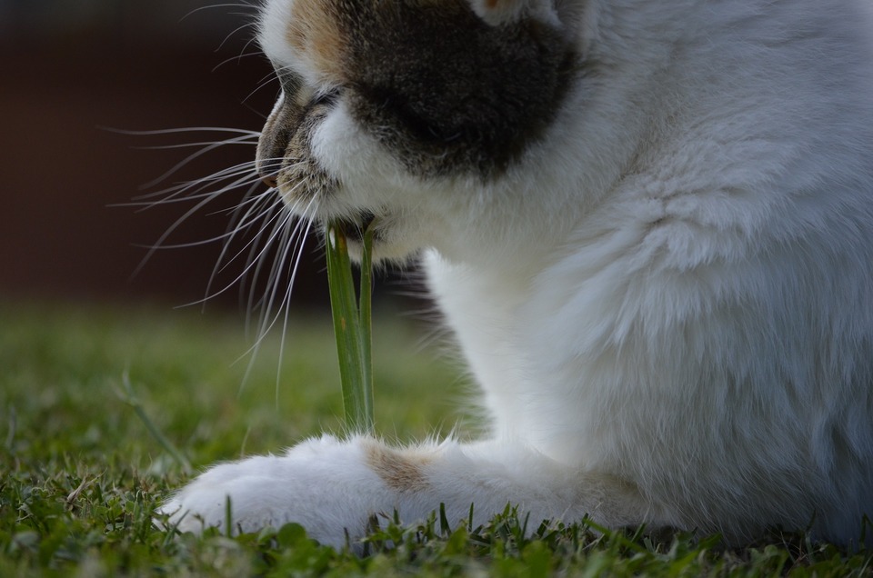 Es ist wichtig, sicherzustellen, dass ausgewähltes Gras für die Katzen sicher ist, und ob es zu harten und scharfen Halme nicht hat.