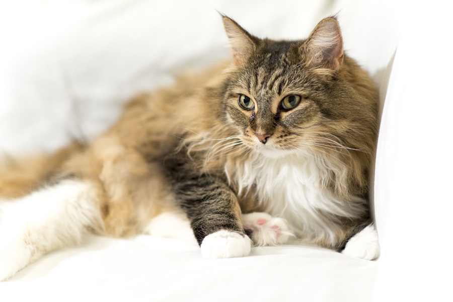 Die langhaarige Katze liegt auf der Couch. Seine dritten Augenlider sind leicht sichtbar, was zu Stress führen kann.