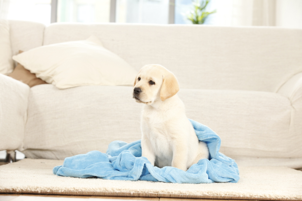 Labrador Welpe in einer Decke.