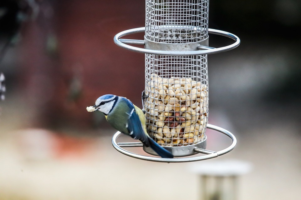 Vogelfutterhäuschen mit einem Behälter sind die hygienischste Lösung, da die Vögel das Futter nicht verunreinigen können.