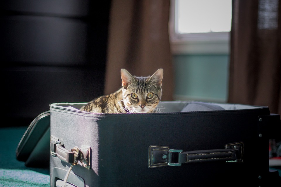 Die neugierige Katze sitzt in einem offenen, halb gepackten Koffer