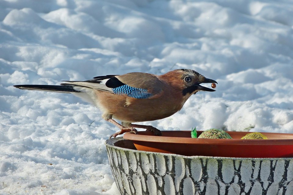 Fettkugeln sind praktisch für die Fütterung Vögel. Sie können leicht gegeben werden, und die Vögel können auf dem Netz anhalten und das Futter zwischen den Ösen füttern.