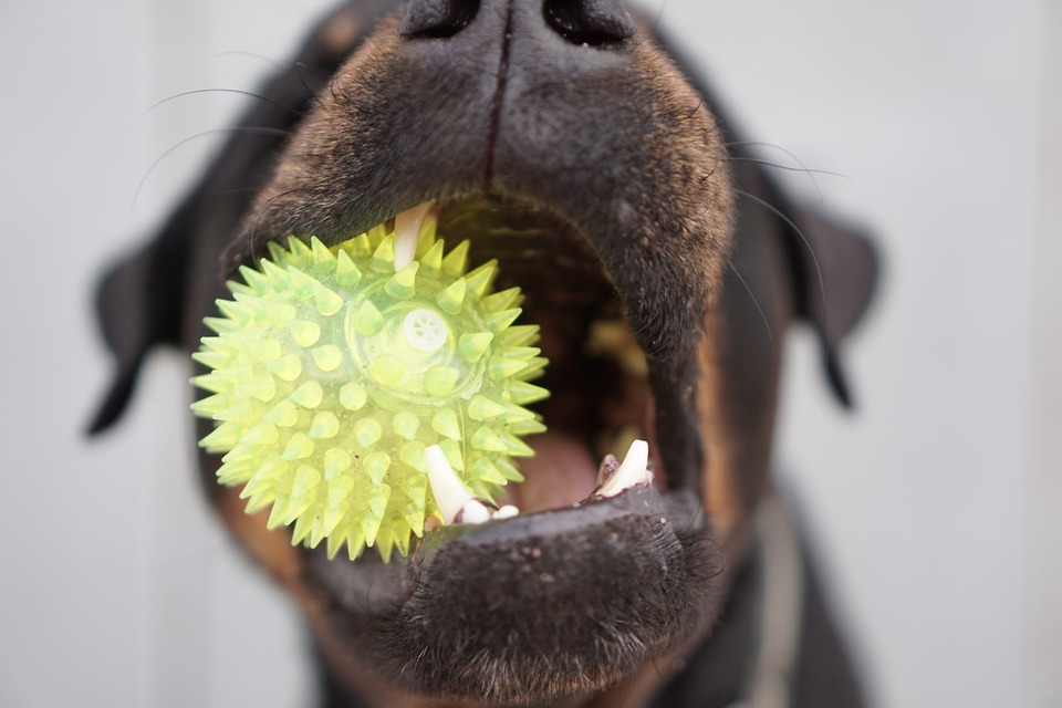 Der Hund mit den sauberen Zähnen hält eine Beißringkugel.