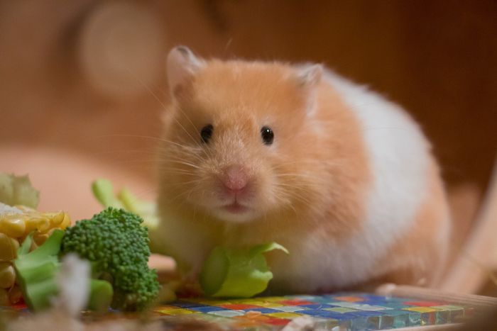 Die Ernährung des Syrischen Hamsters kann durch eine kleine Menge an frischem Gemüse