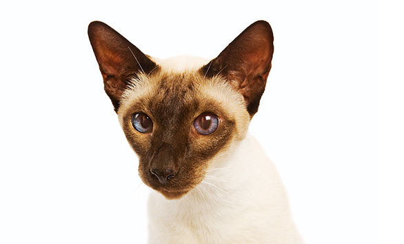 Siamesische Katzen haben sehr blaue Augen. Am charakteristischsten ist die Farbe mit einer dunkleren Maske im Gesicht.