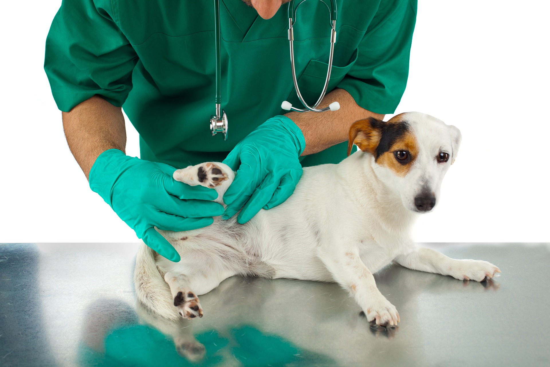 Eine Hundekastration ist ein Verfahren, das unter Vollnarkose durchgeführt wird. Das Blut Ihres Hundes sollte vor der Durchführung getestet werden.