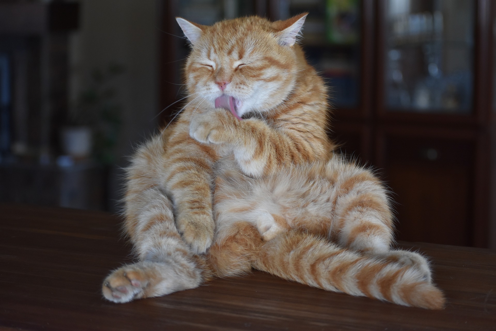 Die Symptome einer Blasenentzündung bei Katzen können unterschiedlich sein - häufigere Versuche, sich selbst zu töten, das Gehen in die Katzentoilette zu vermeiden, sich außerhalb der Katzentoilette um sich selbst zu kümmern, Vokalisierung, Aggression, größerer Durst oder verminderter Appetit.