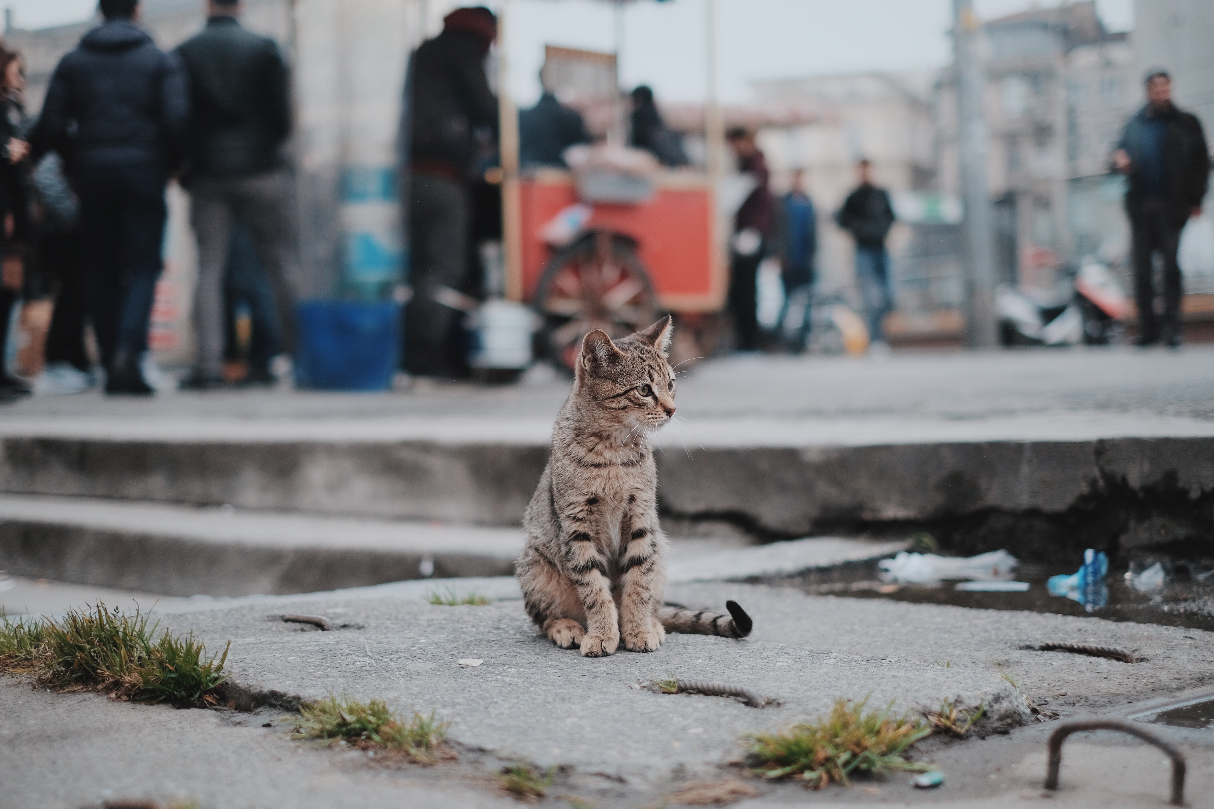 Ein junges, verlorenes Kätzchen sitzt auf der Straße, inmitten der Menge, Pfützen und Müll. Die Straße sollte kein Ort für Katzen sein.