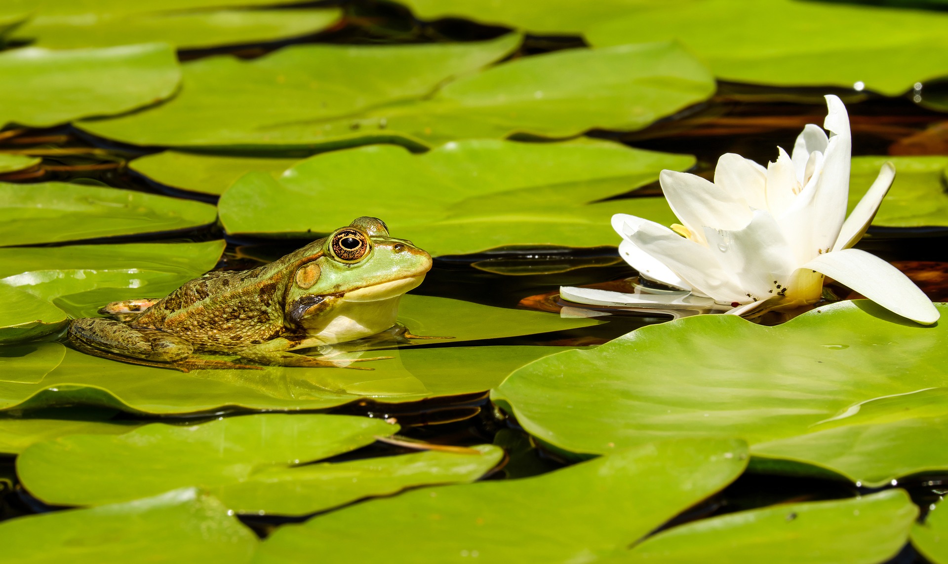 Schwimmende Wasserpflanzen verleihen dem Teich einen besonderen Reiz. Darüber hinaus beschatten ihre Blätter im Sommer den Stausee, wodurch das Wasser vor Überhitzung geschützt wird. Sie sind auch ein Schutz für kleine Wassertiere und Braten.