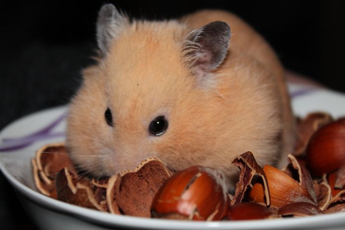 Die Ernährung eines syrischen Hamsters sollte auf Spezialfutter basieren. Es ist eine Mischung aus Getreide, Kräutern, Gemüse und Früchten.