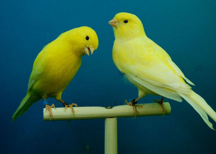 Zwei Kanarienvögel in einem Käfig.