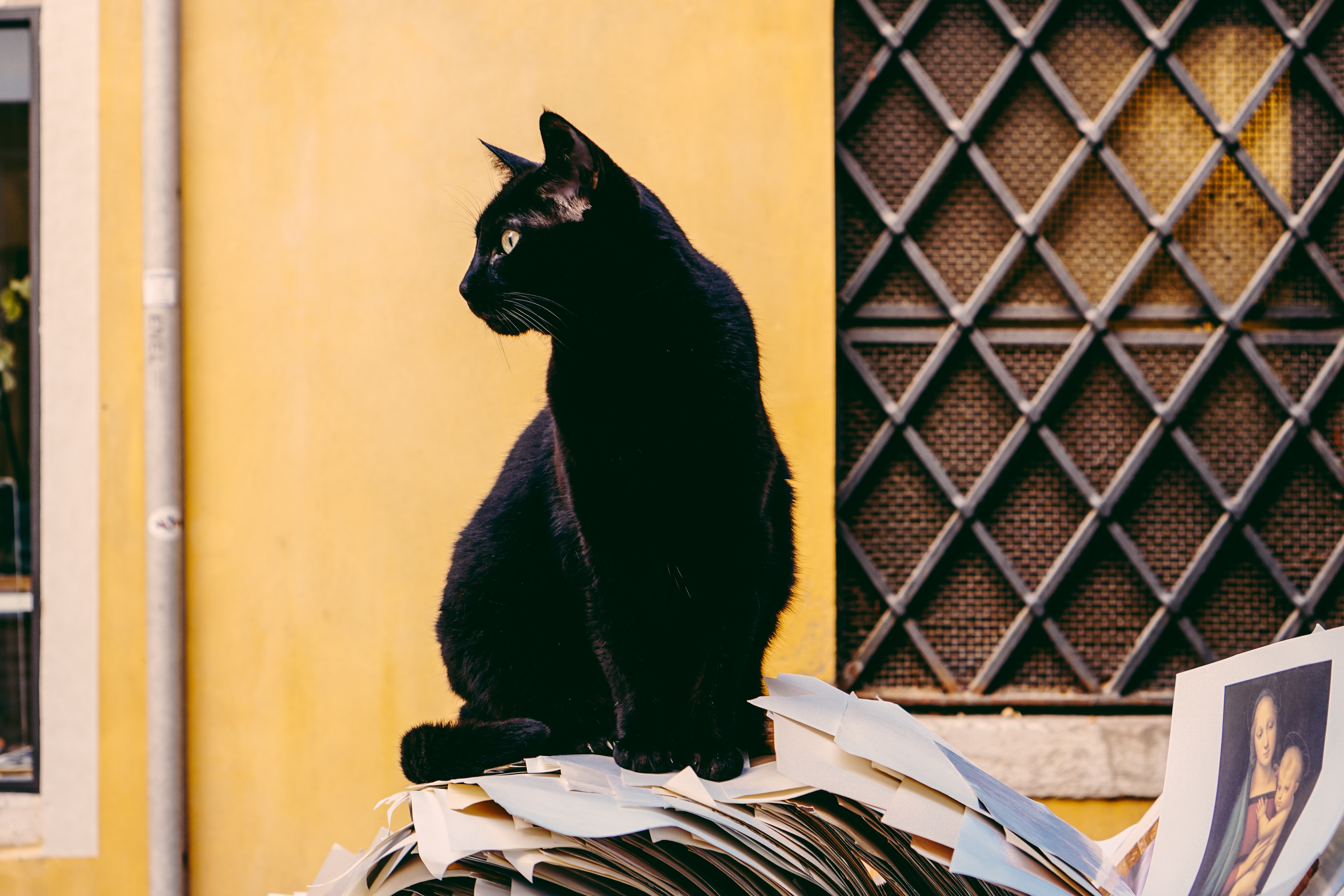 Eine schwarze Katze, die auf einem Stapel Zeitungen vor dem Gebäude sitzt.