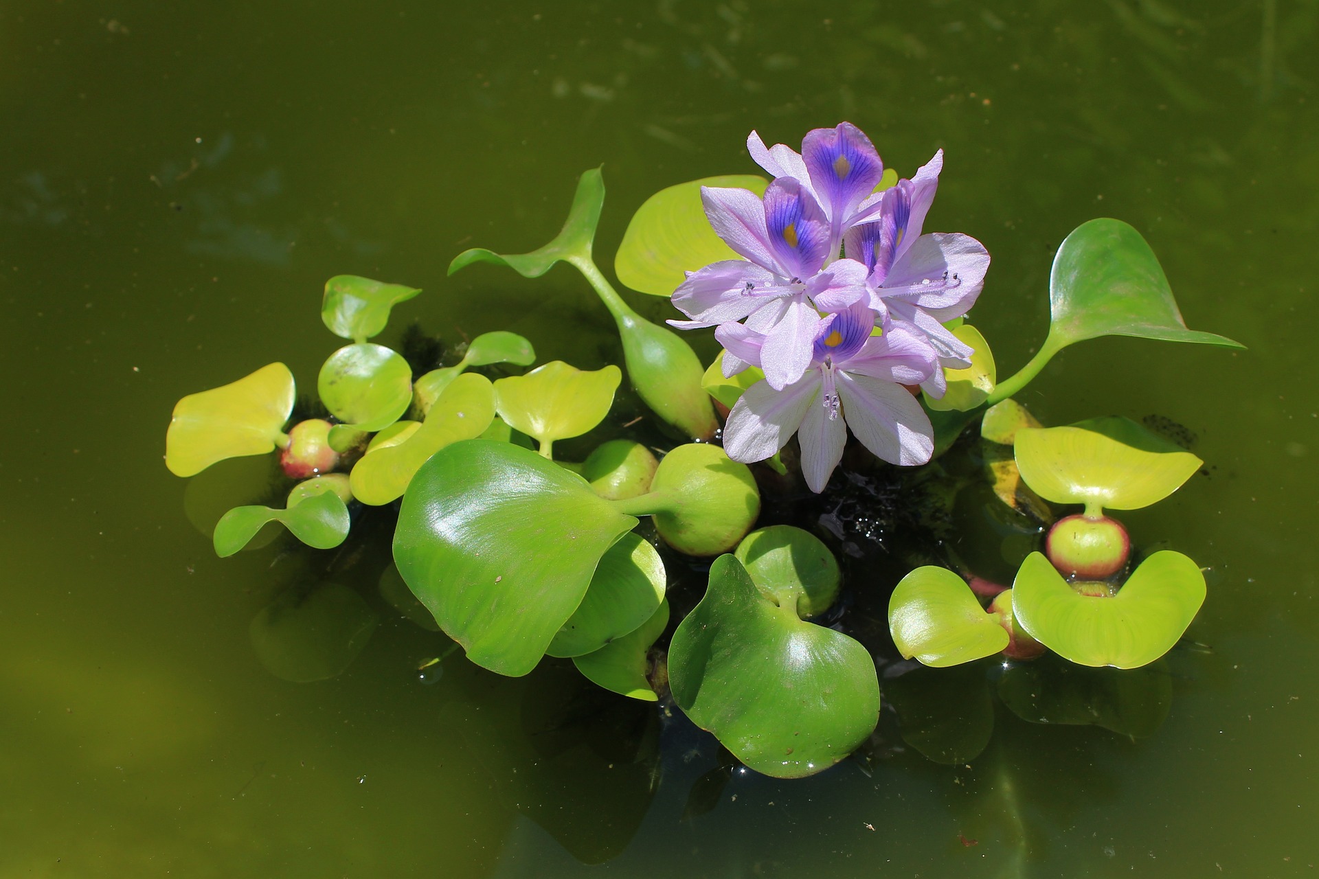 Bei der Auswahl von Pflanzen für einen Teich ist es am besten, deren wasserreinigende Eigenschaften zu berücksichtigen.