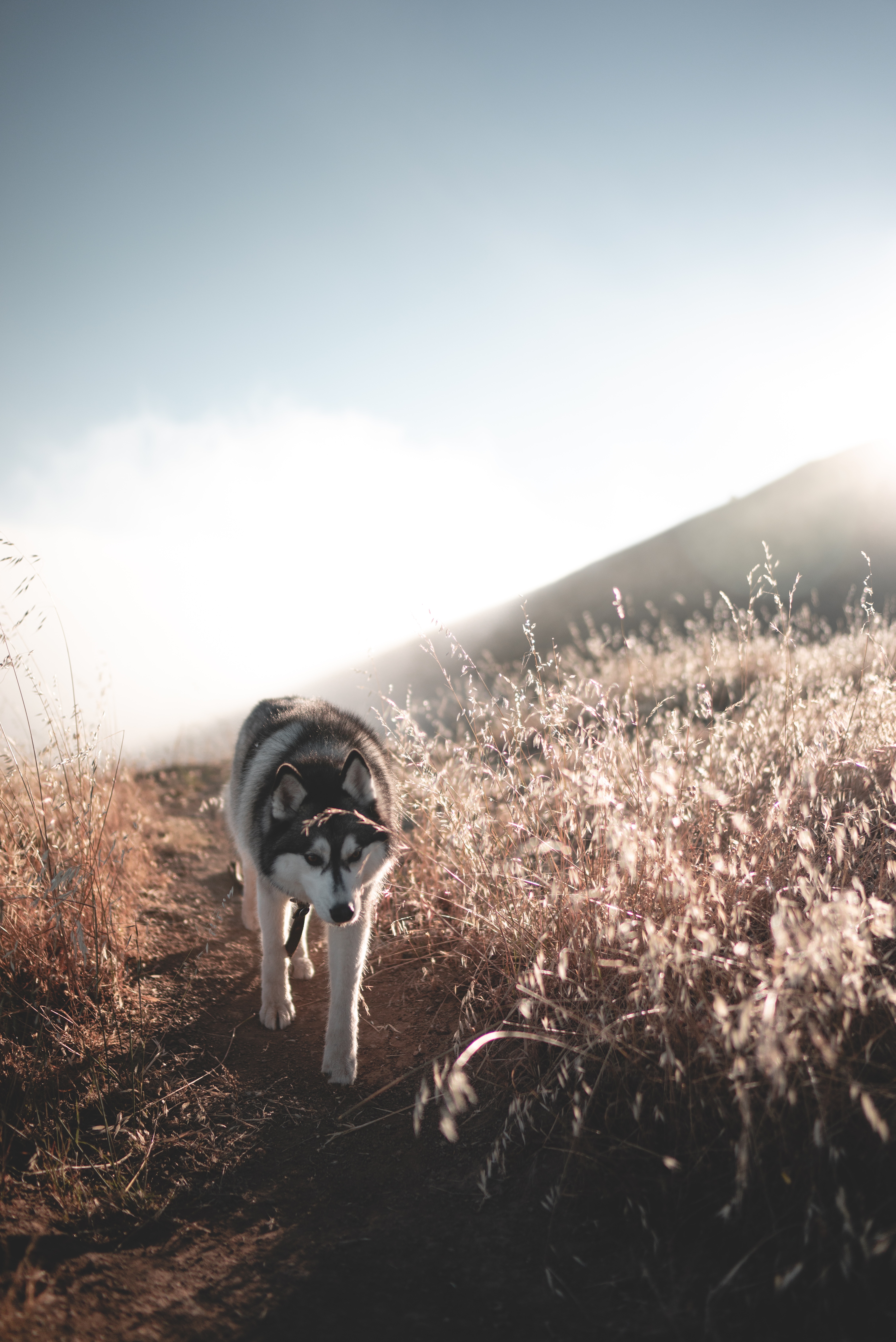 Husky schlendert ruhig zwischen den Feldern auf einem Feldweg.