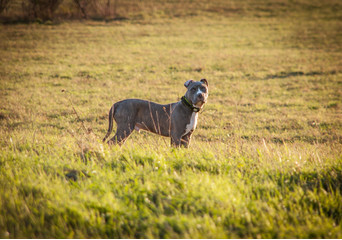 Der American Staffordshire Terrier gilt als die Hunderasse, die relativ gesund ist und bis zum Ende gute Kondition hat. Die Hunde sind stark, kräftig und muskulös.