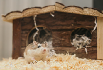 Der syrische Hamster ist nicht schwierig zu züchten. Es scheint jedoch kein geeignetes Haustier für die Kleinsten zu sein.