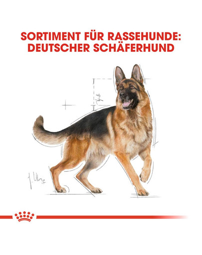 ROYAL CANIN German Shepherd Adult Hundefutter trocken für Deutsche Schäferhunde 12 kg + 2 kg Gratis!