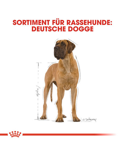 ROYAL CANIN Great Dane Adult Hundefutter trocken für Deutsche Doggen 12 kg